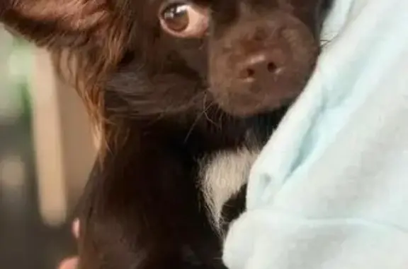 Собаки потеряшки, Санкт-Петербург, фото: Потеряшка собака на Черняховского, СПб