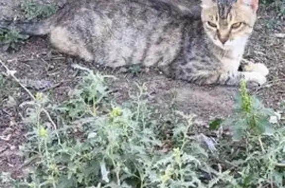 Пропала кошка, Астрахань, Астраханская обл.