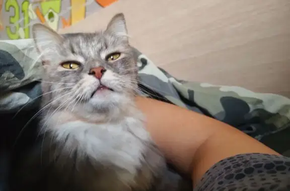 Пропала кошка, ул. Горького, 62, Бузулук