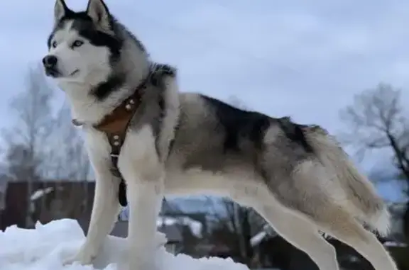 Собаки потеряшки, Брёхово, фото: Потеряшка собака, Берёзовая аллея, Брёхово