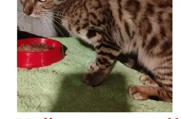 Найденные животные Ставрополь, фото: Бенгальская кошка найдена, ул. Тухачевского