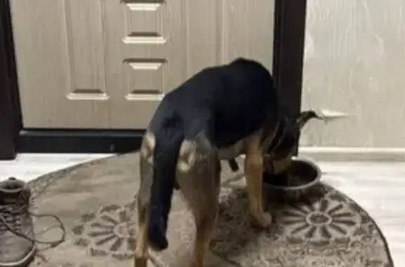 Найдена собака, ул. Татьяны Макаровой, Москва