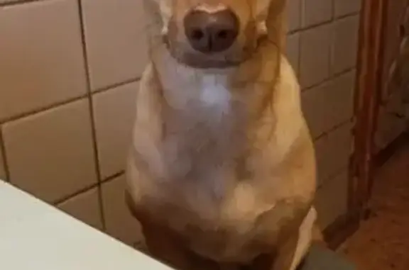 Собаки потеряшки, Саратов, фото: Потеряшка собака, Аткарская ул., 29, Саратов