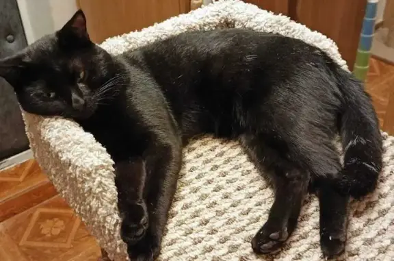 Кошки потеряшки, Мытищи, фото: Потеряшка чёрная кошка, Институтская 19 к2