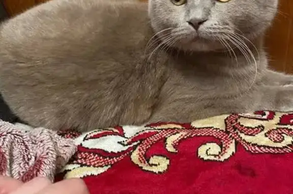 Пропала кошка, ул. Селянська, Мелитополь