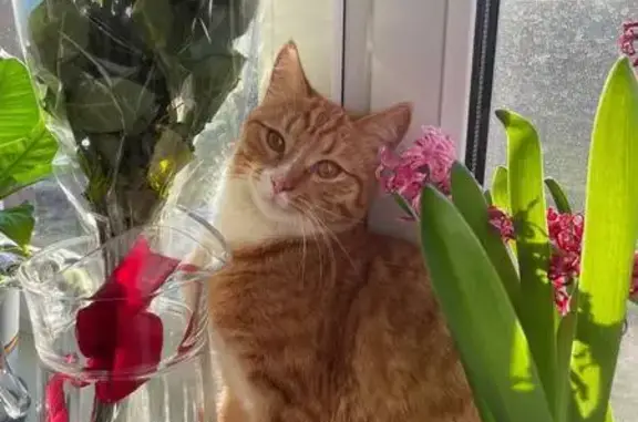 Кошки потеряшки, Московская область, фото: Потеряшка рыжая кошка в Зелёной Слободе