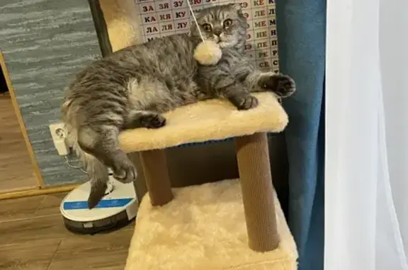 Пропала кошка, Магистральная 8, Сыктывкар