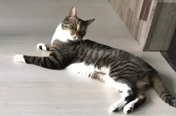 Пропала кошка на Крыленко, 1 к1 с6