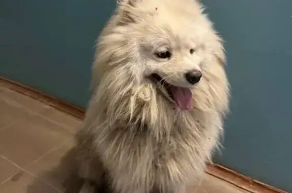 Собака найдена: 1-й пр. Рахманинова, 4