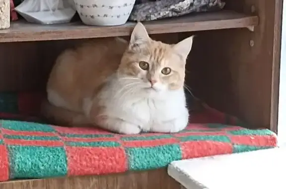 Кошки потеряшки, Шушары, фото: Потеряшка кот Стасик, Шушары, ул. Ленина, 8С