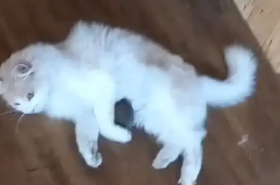 Кошки потеряшки, Брест, фото: Потеряшка кошка, Мирная ул. 50, Брест