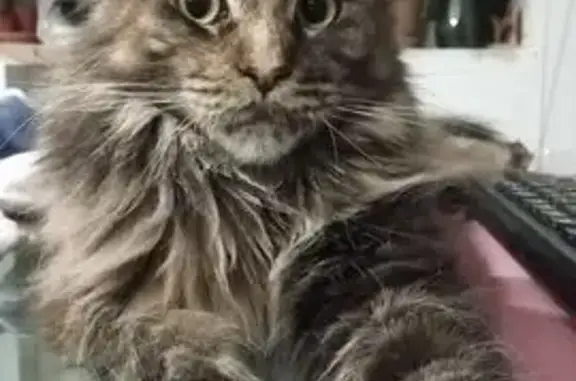 Пропала кошка, пр. Косыгина 34 к1, СПб