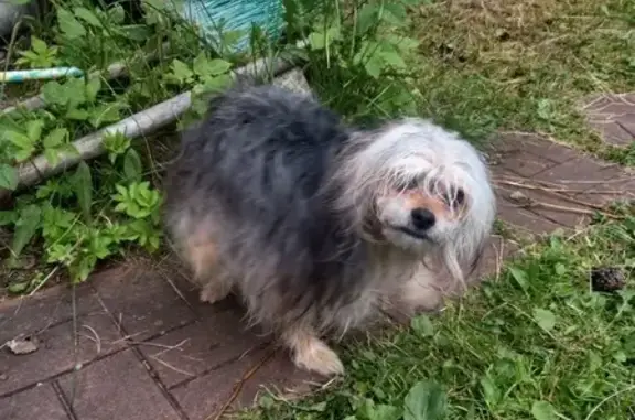 Собаки потеряшки, Московская область, фото: Потеряшка собака в СНТ Торлопово, участок 162