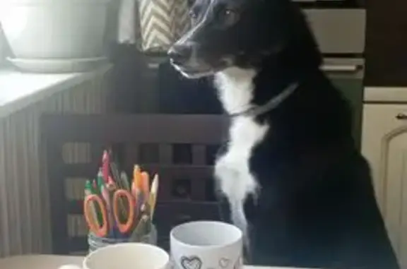 Собаки потеряшки, Москва, фото: Потеряшка собака, Перервинский бул., 8, Москва