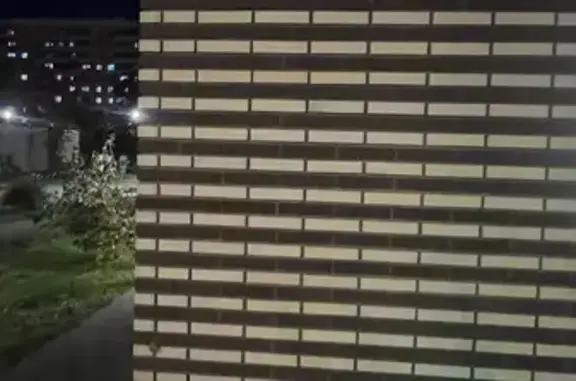 Кошки найдены у Дикси, Люблинская 109к1