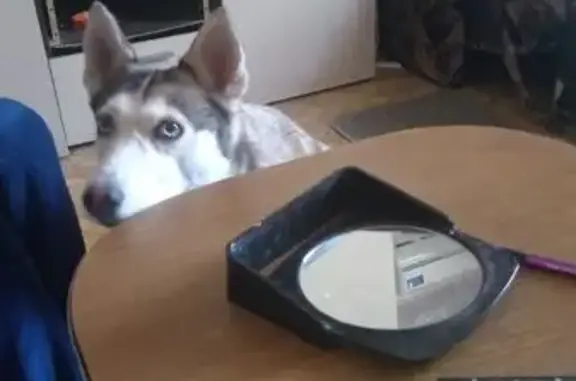 Собаки потеряшки, Волгоград, фото: Потеряшка лайка, Слесарная ул., Волгоград