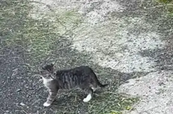 Пропал котёнок, ул. Дундича, 19 к1