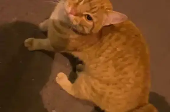 Найдена кошка, , фото: Кошка найдена в Юбилейном, Саранск