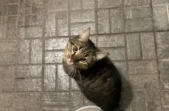 Найдена кошка, Казань, фото: Кошка найдена: пр. Победы, 212А, Казань