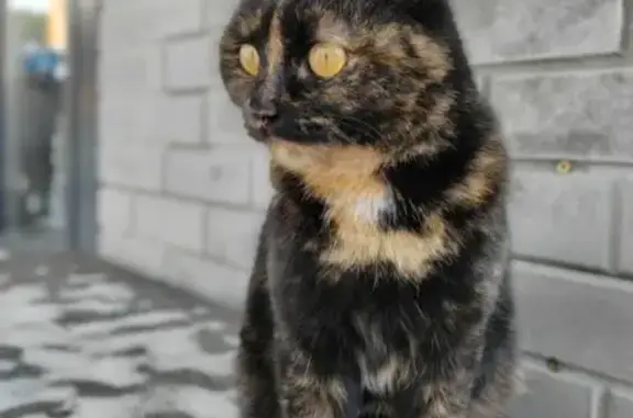 Пропала кошка в СНТ Луч 2, Мочищенский