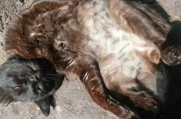 Пропала кошка, Кипень, Ропшинское ш. 7А