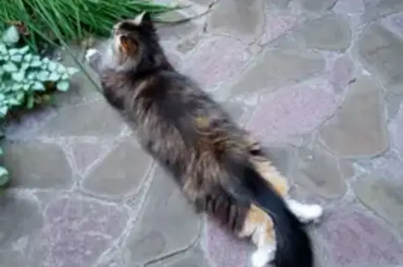 Пропала кошка, Шушенская ул., Самара