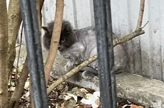 Найдена кошка, Уфа, фото: Кошка найдена в 65 садике, Уфа, Набережная