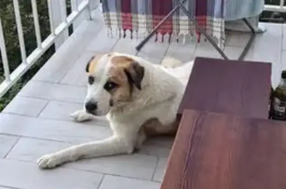 Найдена собака, Архипо-Осиповка, фото: Собака найдена: Терренкур, Архипо-Осиповка