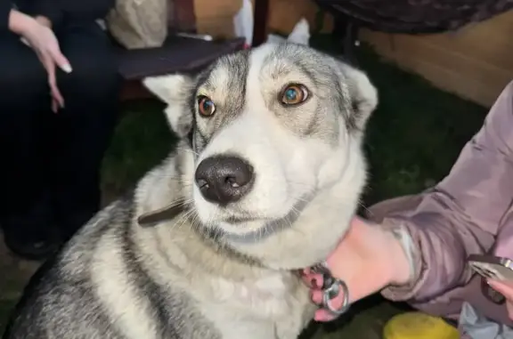 Найдена собака, Кондрово, фото: Найдена собака, улица Груданова, Кондрово