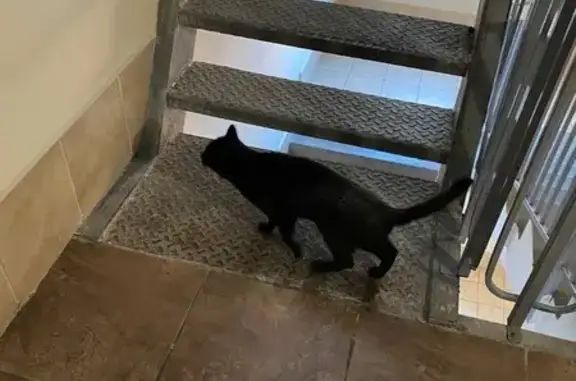 Найдена кошка, Навигационная 7, Красноярск