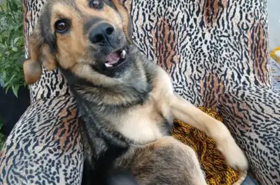 Найдена собака, Барнаул, фото: Собака найдена: Змеиногорский тракт, 36