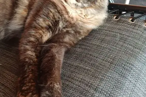 Пропала кошка мейн-кун, 71 Зелецино