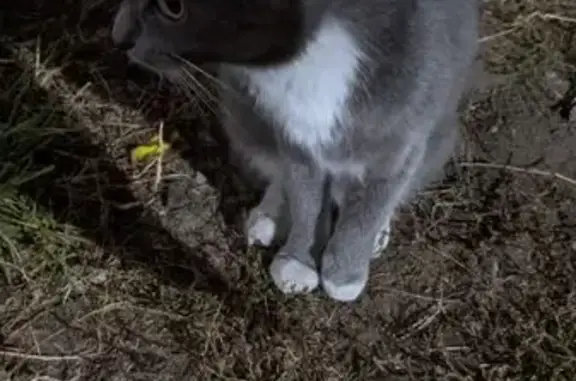 Кошка найдена: Ленинский пр., 97/4, Воронеж