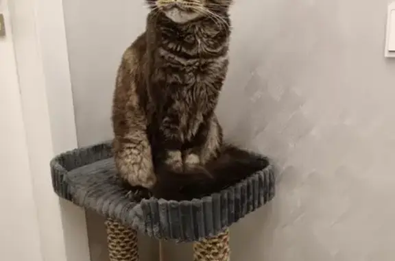 Пропал кот, Пенза, ул. Нагорная 12