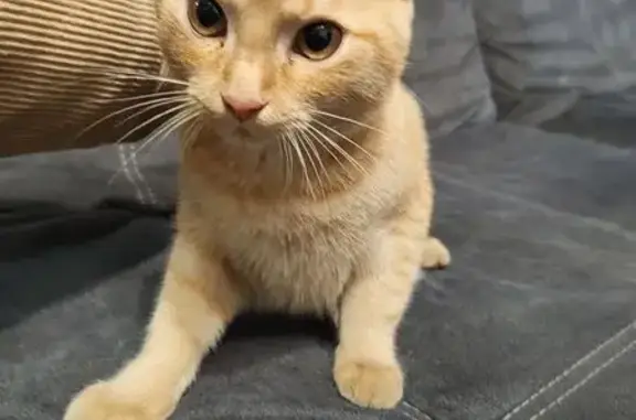 Найдена кошка, Ленинск-Кузнецкий, фото: Кошка найдена: пр. Кирова, 71, Ленинск-Кузнецкий