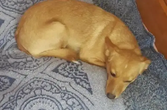 Собаки потеряшки, Покровское, фото: Потеряшка собака, Покровское, Советская 83Б