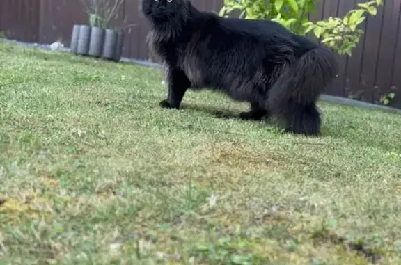 Кошки потеряшки, Пермь, фото: Потеряшка черная кошка, Пермь, 750 м.