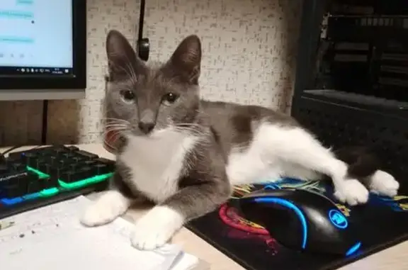 Пропала кошка на ул. Лисицкого, Омск