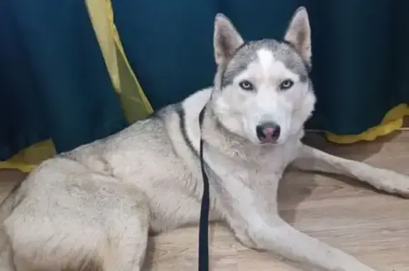 Хаски найден на ул. Ратной Славы, 24