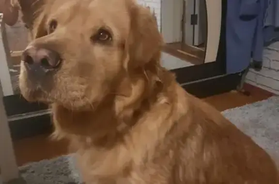 Пропала собака, ул. Рабочая Слобода, 15