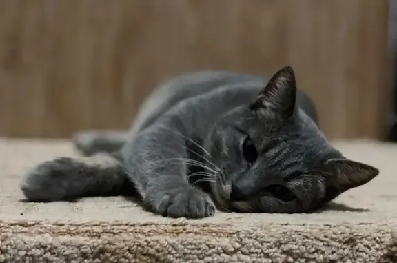 Кошки потеряшки, Волгодонск, фото: Потеряшка кошка, ул. Горького 69, Волгодонск