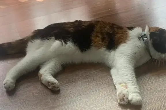 Кошки потеряшки, Калининград, фото: Потеряшка кошка, ул. Аксакова 101, Калининград