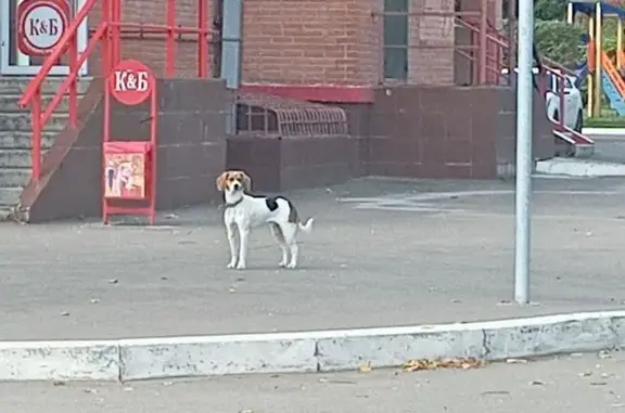 Потеряшка на Ульяновском проспекте, 8А