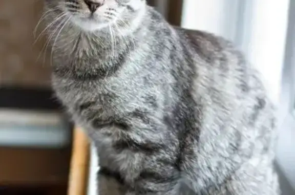 Кошки потеряшки, Тулун, фото: Потеряшка кошка, Первомайская ул., Тулун