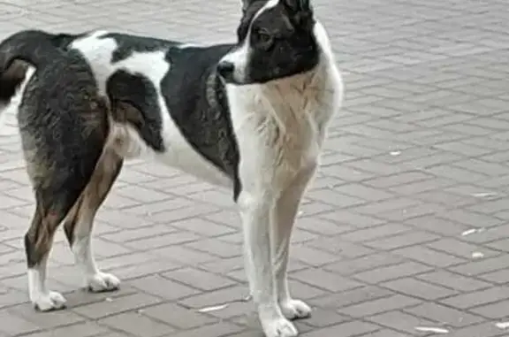 Найдена собака, Омск, ул. Иванишко