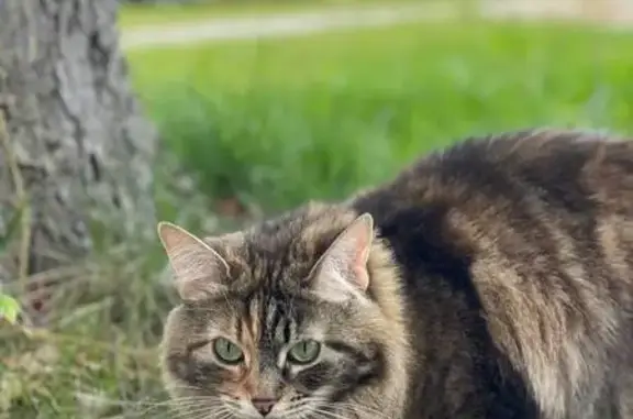 Кошки потеряшки, Ленинградская область, фото: Потеряшка кошка, Куйвозовское СП, Ленобласть