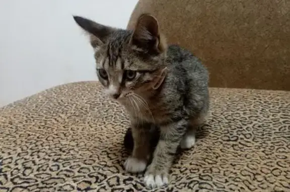 Найдена кошка, , фото: Тигровая кошка найдена в Набережных Челнах