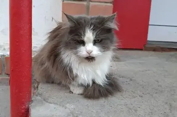 Кошка найдена: ул. Асаткина, 1, Владимир