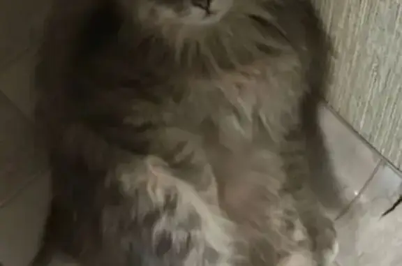 Пропала кошка, Крайняя ул., Минино