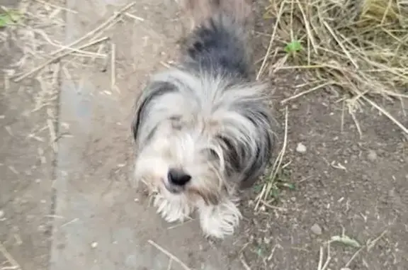 Найдена собака, Тюмень, фото: Найдена собака на Томской, 88, Тюмень